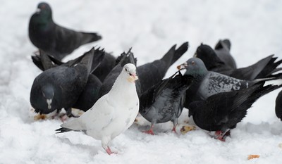 180113 - Heavy Snowfall in South Wales -Pigeons enjoy the snow in Penarth near Cardiff following heavy snowfall in South Wales