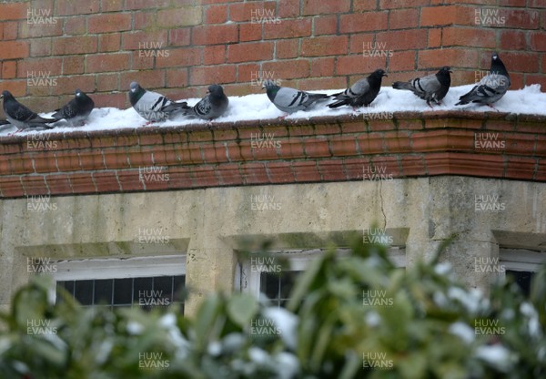 020318 - Weather - Pigeons shelter from the snow in Penarth near Cardiff, South Wales after being hit by Storm Emma