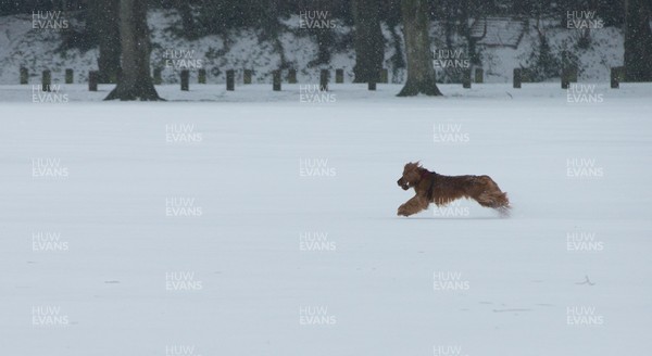 020318 - Storm Emma, Cardiff - A dog enjoys a run in the park in central Cardiff during a break in storm Emma