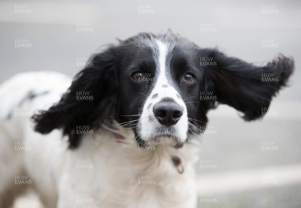 180222 - Storm Eunice, south Wales - Jet the spaniel's ears illustrate the rising winds as Storm Eunice hits south Wales and southern England