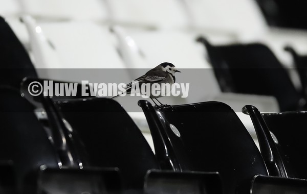 080122 - Swansea City v Southampton, FA Cup - A wagtail is one of the few spectators watching the match from the Swansea seats as crowds are prevented from attending the match due to Welsh COVID restrictions