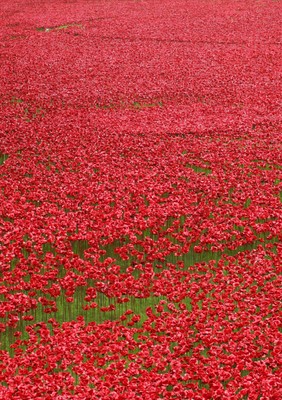 Tower of London Poppies 051114