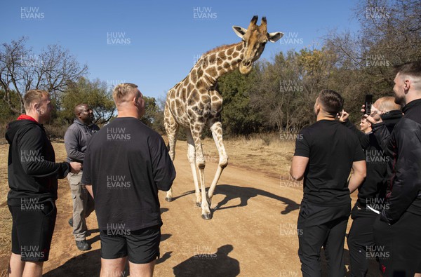 260622 - Wales Rugby Squad Visit Lion & Safari Park - Tommy Reffell, Dewi Lake, Taine Basham, Ryan Elias, Dillon Lewis and James Ratti with a giraffe during a visit to Lion & Safari Park in Broederstroom
