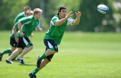 26.05.09 - Wales Rugby Training - Sonny Parker takes a pass during training. 