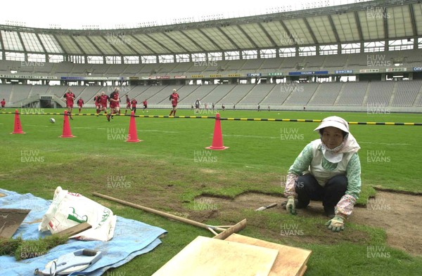 120601 - Wales Rugby Training - A female worker lays turf at the Tokyo Stadium while the team trains in readiness for the game against the Pacific Barbarians on Wednesday