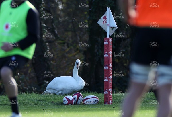 181125 - Wales Rugby Training in the week leading up to their game against New Zealand - 