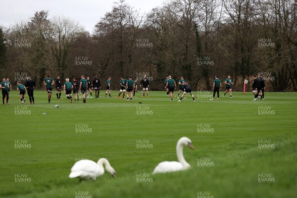 200224 - Wales Rugby Training in the week leading up to their 6 Nations game against Ireland - The swans watch training