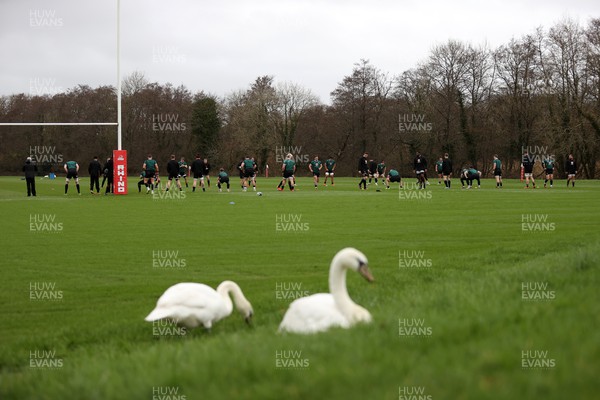 200224 - Wales Rugby Training in the week leading up to their 6 Nations game against Ireland - The swans watch training