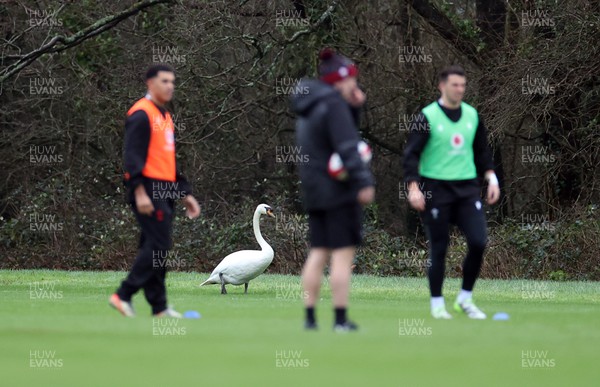 230124 - Wales Rugby Training in the first week of training for the 2024 Guinness 6 Nations - The Swan joins training