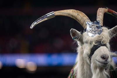 150325 - Wales v England - Guinness Six Nations - Lance Corporal (LCpl) Shenkin,the regimental mascot goat of the 3rd Battalion of The Royal Welsh 