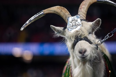 150325 - Wales v England - Guinness Six Nations - Lance Corporal (LCpl) Shenkin,the regimental mascot goat of the 3rd Battalion of The Royal Welsh