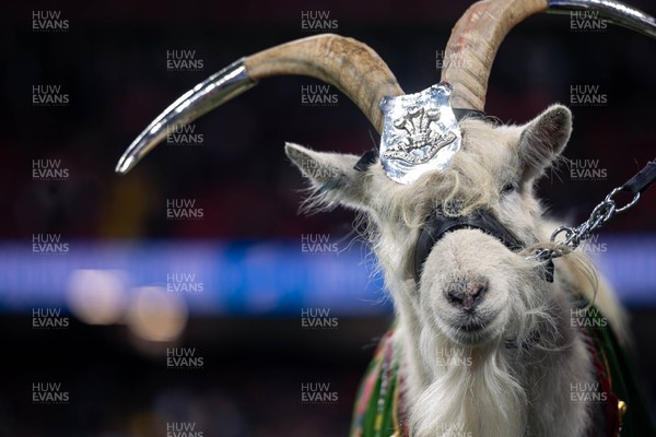 150325 - Wales v England - Guinness Six Nations - Lance Corporal (LCpl) Shenkin,the regimental mascot goat of the 3rd Battalion of The Royal Welsh