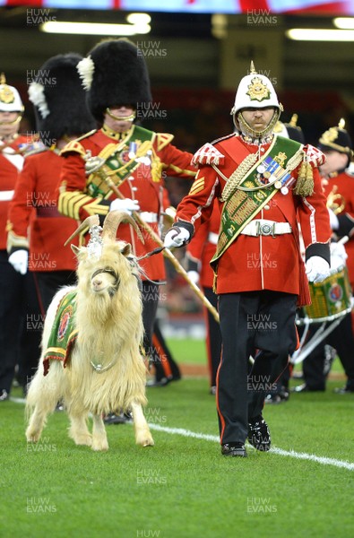 181117 - Wales v Georgia - Under Armour Series - The Royal Welsh Goat, Fusilier Llywelyn