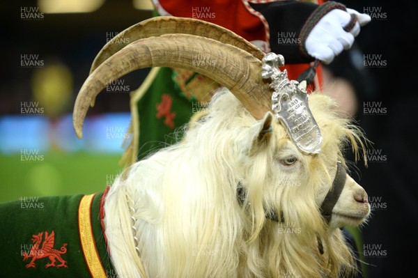 181117 - Wales v Georgia - Under Armour Series - The Royal Welsh Goat, Fusilier Llywelyn