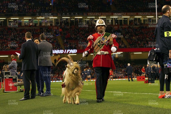 181117 Wales v Georgia - Under Armour 2017 Series -  Fusilier Llywelyn the Goat of 1st Battalion Royal Welsh is escorted by Sergeant Mark Jackson of 3rd Battalion 