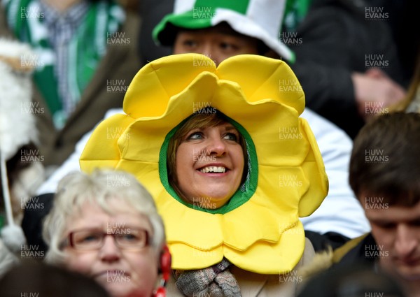 140315 - Wales v Ireland - RBS Six Nations - Welsh fan