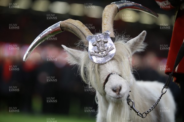 031118 - Wales v Scotland - Under Armour Series -  Royal Welsh regimental goat mascot Fusilier Shenkin IV