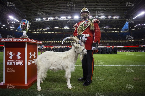 031118 - Wales v Scotland - Under Armour Series -  Royal Welsh regimental goat mascot Fusilier Shenkin IV