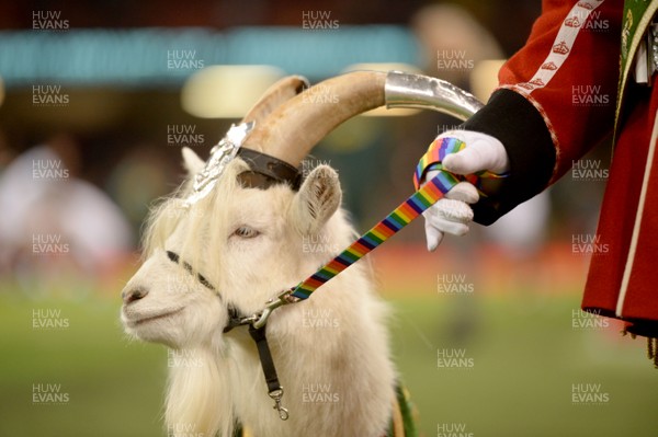 241118 - Wales v South Africa - Under Armour Series -  Royal Welsh regimental goat mascot Fusilier Shenkin IV with a rainbow lead