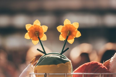 291125 - Wales v South Africa - Quilter Nations Series - Matchday colour in Cardiff City Centre ahead of the game 