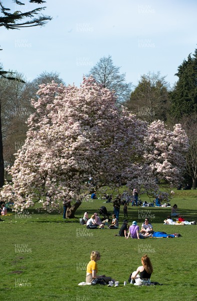 300321 Warm weather, Cardiff - People enjoy the warm weather and the fact that lockdown regulations have been eased in Wales as they gather with family and friends in Bute Park, Cardiff