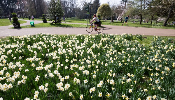 300321 Warm weather, Cardiff - A cyclist passes daffodils in bloom as people enjoy the warm weather and the fact that lockdown regulations have been eased in Wales as they gather with family and friends in Bute Park, Cardiff