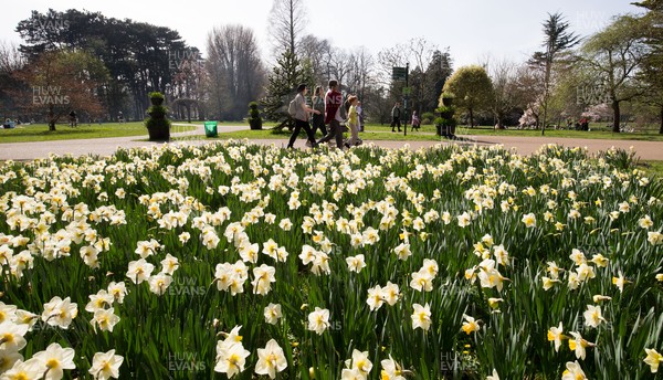 300321 Warm weather, Cardiff - People walk past daffodils in bloom as people enjoy the warm weather and the fact that lockdown regulations have been eased in Wales as they gather with family and friends in Bute Park, Cardiff