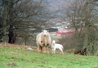 Welsh National Opera Sheep 170394