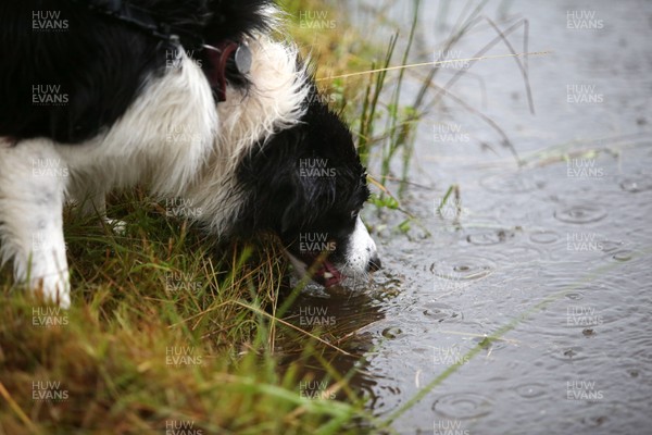 260818 - Picture shows a dog drinking as people taking part in the annual World Bog Snorkelling Championships in Llanwrtyd Wells, Powys, Wales