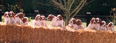 World Record Puppies 270395