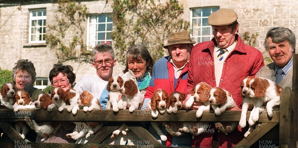 270395 - World Record Puppies - Jane Williams puppies at St Hilary near Cardiff