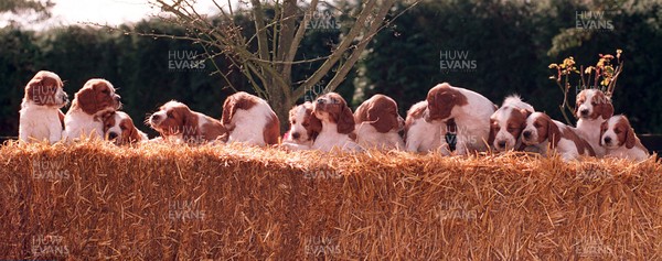 270395 - World Record Puppies - Jane Williams puppies at St Hilary near Cardiff